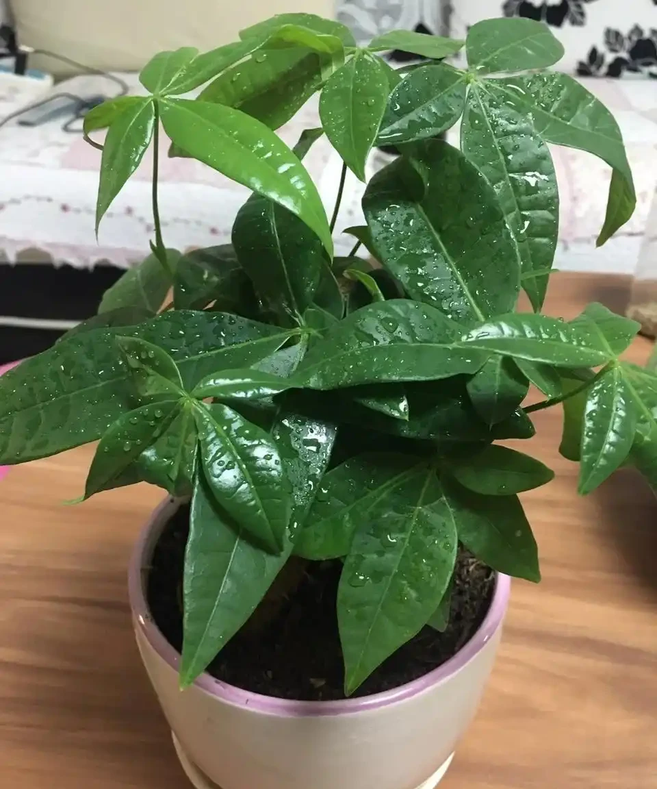 發財樹總是腐根？在盆底放一物，再也不怕腐根了