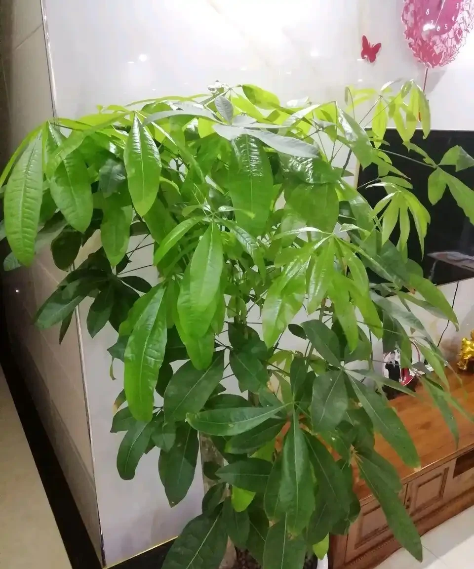 發財樹總是腐根？在盆底放一物，再也不怕腐根了