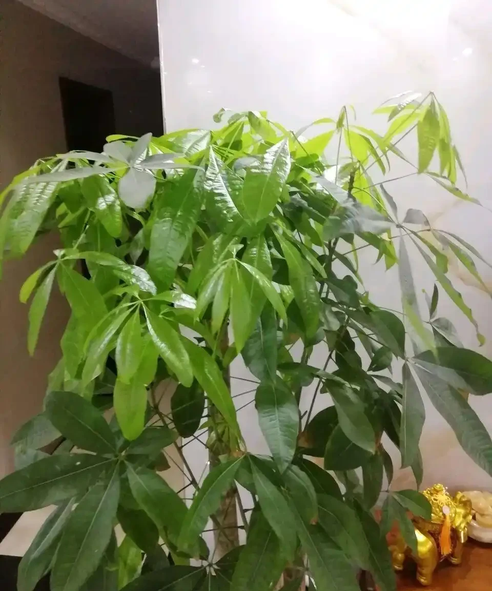 發財樹總是腐根？在盆底放一物，再也不怕腐根了