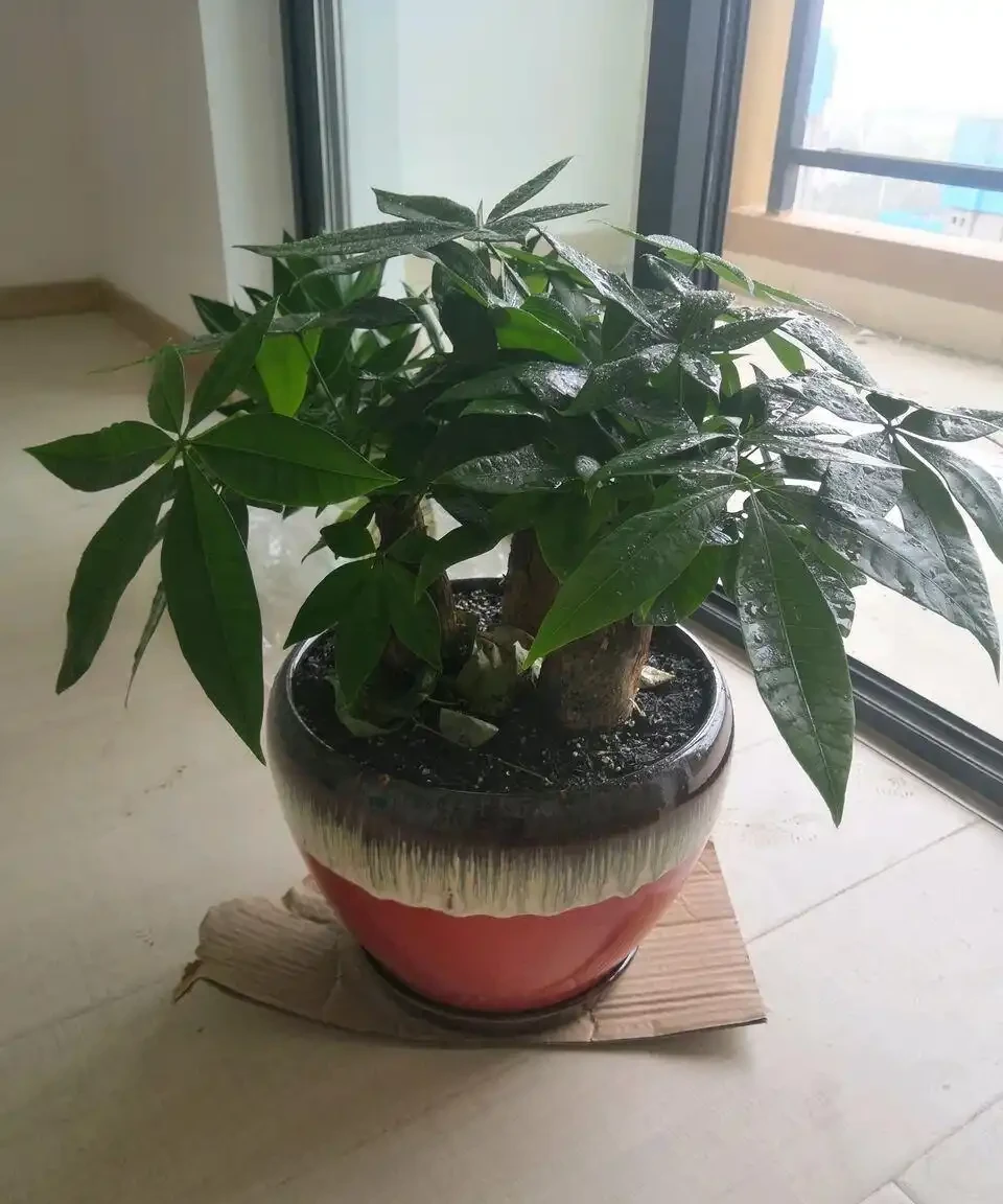 發財樹總是腐根？在盆底放一物，再也不怕腐根了