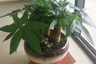 發財樹總是腐根？在盆底放一物，再也不怕腐根了