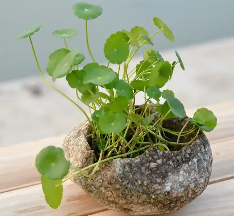 銅錢草「超愛」1種肥,半月澆1次,蹭蹭長滿盆,葉子比硬幣大3倍