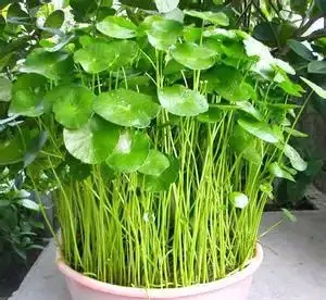 銅錢草「超愛」1種肥,半月澆1次,蹭蹭長滿盆,葉子比硬幣大3倍