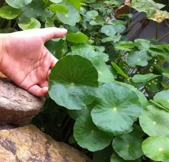 銅錢草「超愛」1種肥,半月澆1次,蹭蹭長滿盆,葉子比硬幣大3倍