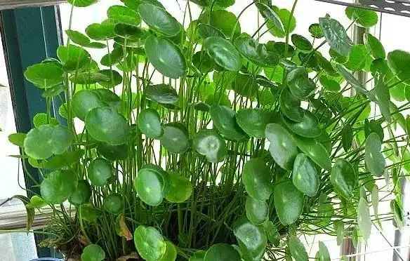 銅錢草「超愛」1種肥,半月澆1次,蹭蹭長滿盆,葉子比硬幣大3倍