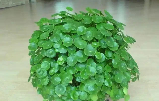 銅錢草「超愛」1種肥,半月澆1次,蹭蹭長滿盆,葉子比硬幣大3倍