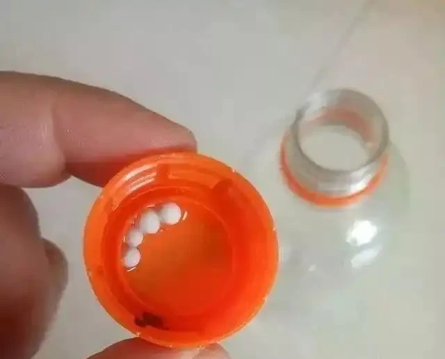 銅錢草「超愛」1種肥,半月澆1次,蹭蹭長滿盆,葉子比硬幣大3倍