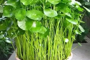 銅錢草「超愛」1種肥，半月澆1次，蹭蹭長滿盆，葉子比硬幣大3倍