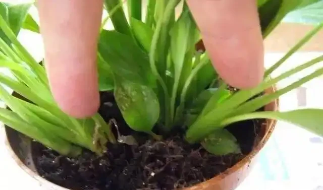 白鶴芋葉子發蔫了？簡單3個小技巧，葉片綠油油，花朵開不停！
