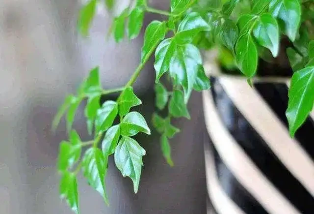 九月給幸福樹換盆做好這5點,服介質快,葉片損傷小!
