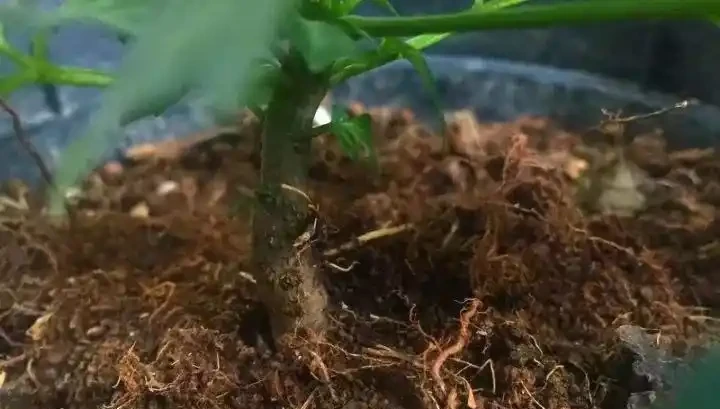 九月給幸福樹換盆做好這5點,服介質快,葉片損傷小!