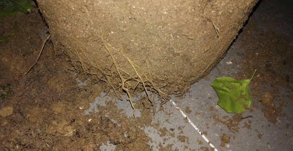 九月給幸福樹換盆做好這5點,服介質快,葉片損傷小!