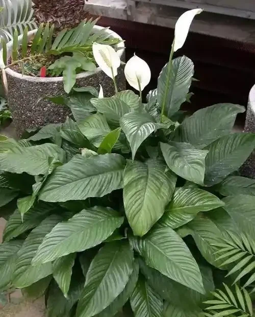 白鶴芋葉子發蔫了？簡單3個小技巧，葉片綠油油，花朵開不停！