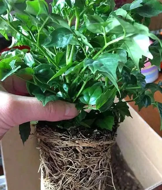 九月給幸福樹換盆做好這5點,服介質快,葉片損傷小!