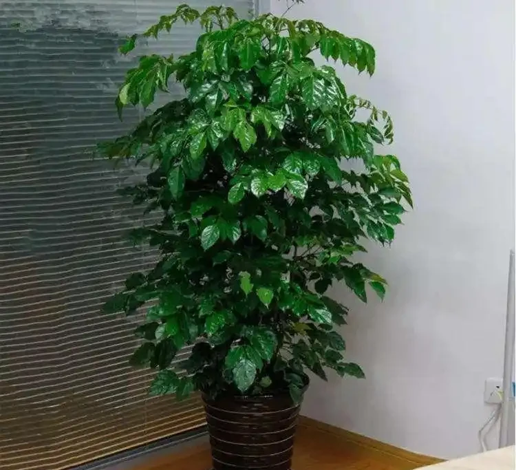 九月給幸福樹換盆做好這5點,服介質快,葉片損傷小!