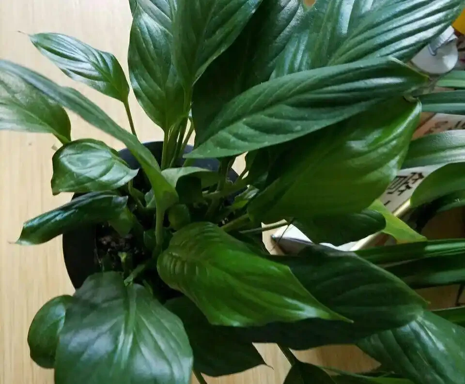 白鶴芋葉子發蔫了？簡單3個小技巧，葉片綠油油，花朵開不停！