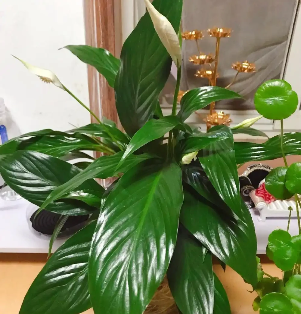 白鶴芋葉子發蔫了？簡單3個小技巧，葉片綠油油，花朵開不停！