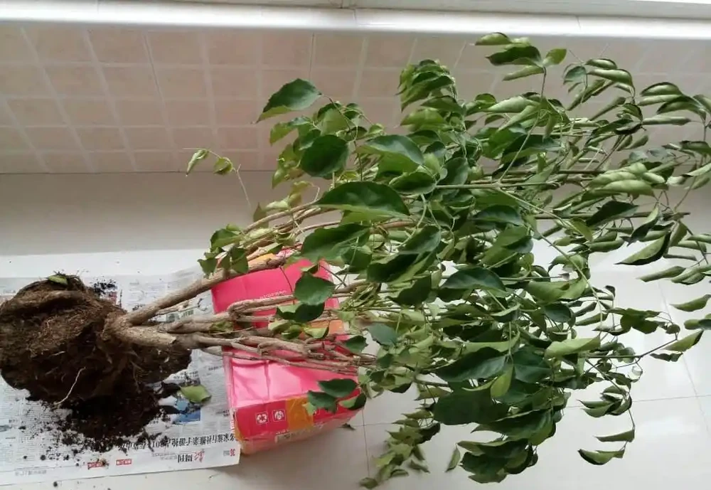 九月給幸福樹換盆做好這5點,服介質快,葉片損傷小!