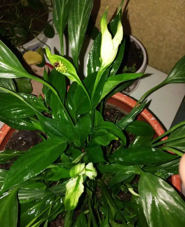 白鶴芋葉子發蔫了？簡單3個小技巧，葉片綠油油，花朵開不停！