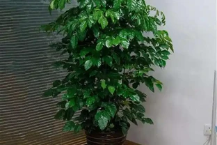 九月給幸福樹換盆做好這5點，服介質快，葉片損傷小！