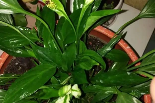 白鶴芋葉子發蔫了？簡單3個小技巧，葉片綠油油，花朵開不停！