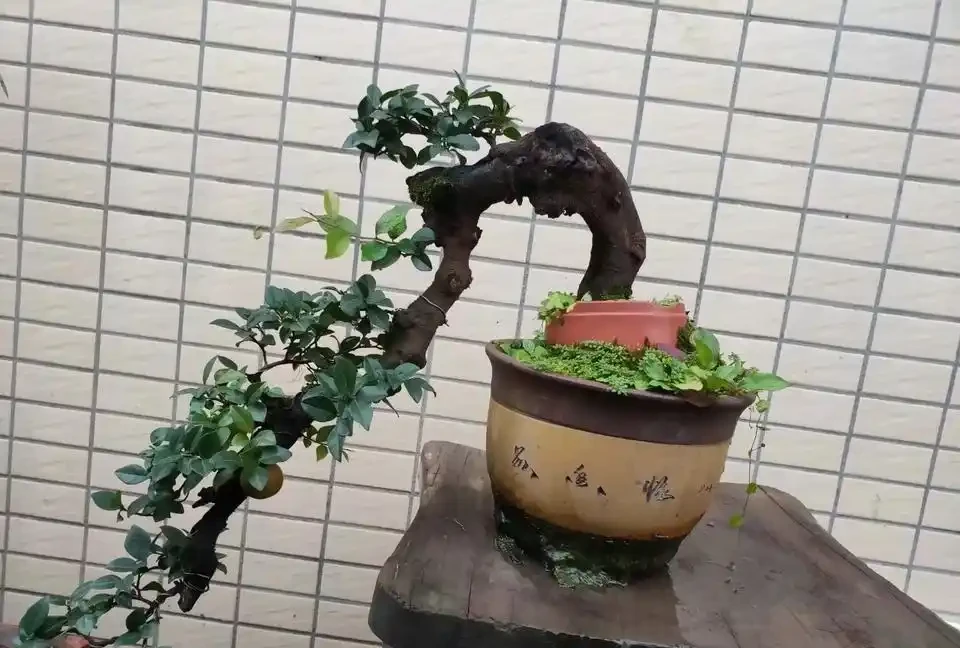 施肥太多而掉光葉的金彈子盆景還能存活嗎？