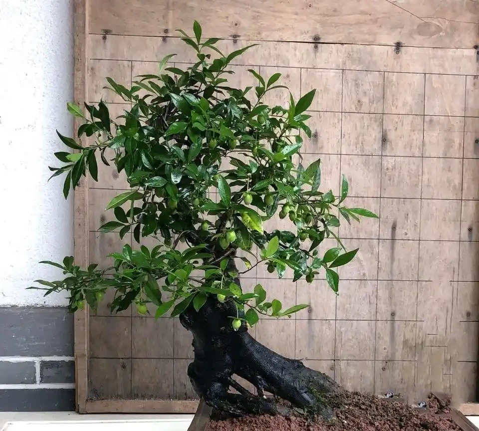 施肥太多而掉光葉的金彈子盆景還能存活嗎？