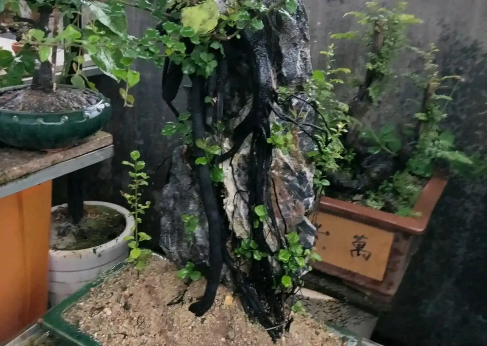 施肥太多而掉光葉的金彈子盆景還能存活嗎？