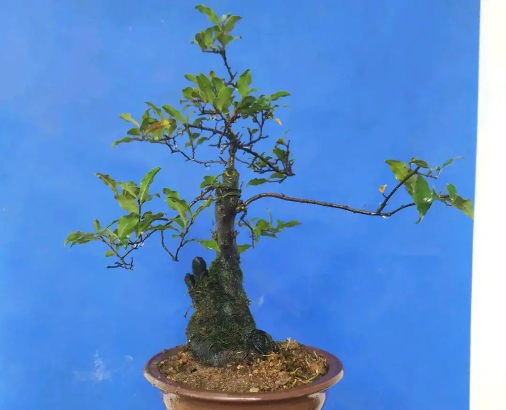 施肥太多而掉光葉的金彈子盆景還能存活嗎？