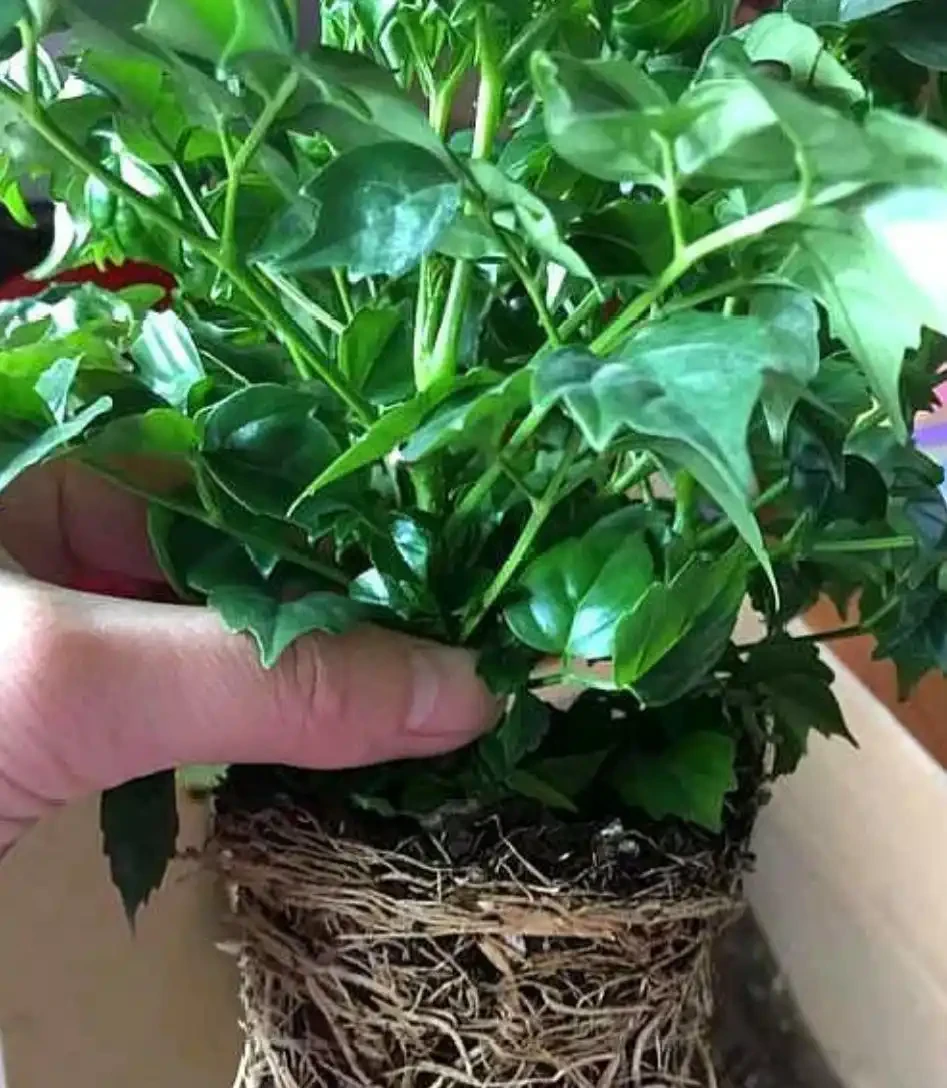 秋高氣爽,幸福樹幾點養護要抓緊,不落葉,少病害,枝繁葉茂