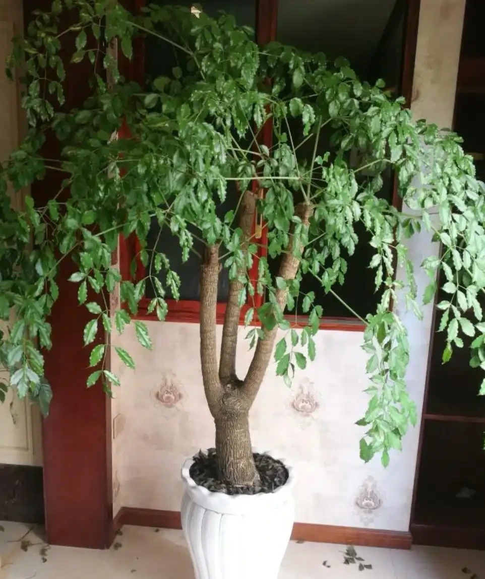 秋高氣爽,幸福樹幾點養護要抓緊,不落葉,少病害,枝繁葉茂