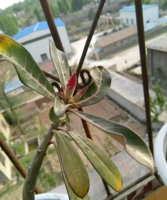 沙漠玫瑰掉花苞?常見的4個原因,「對症下藥」,花兒朵朵開!