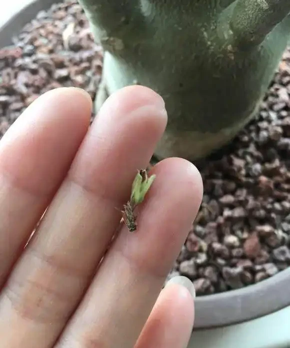 沙漠玫瑰掉花苞?常見的4個原因,「對症下藥」,花兒朵朵開!