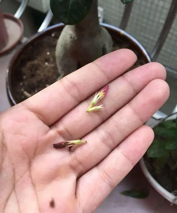 沙漠玫瑰掉花苞?常見的4個原因,「對症下藥」,花兒朵朵開!
