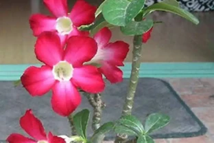 沙漠玫瑰掉花苞？常見的4個原因，「對症下藥」，花兒朵朵開！