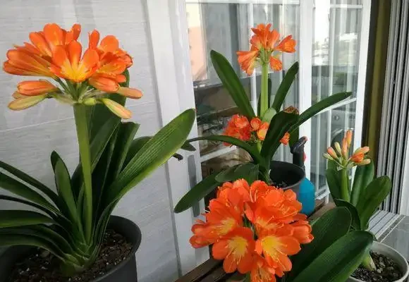 君子蘭度夏，根系乾癟像柴火，一種水泡一泡，新根新芽一起長