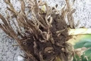 君子蘭度夏，根系乾癟像柴火，一種水泡一泡，新根新芽一起長