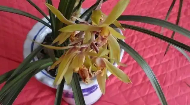 乾枯的蘭花迎來「春天」?花農只用了一招,枯枝就能冒新芽