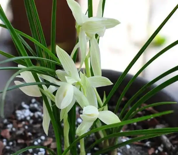 乾枯的蘭花迎來「春天」?花農只用了一招,枯枝就能冒新芽