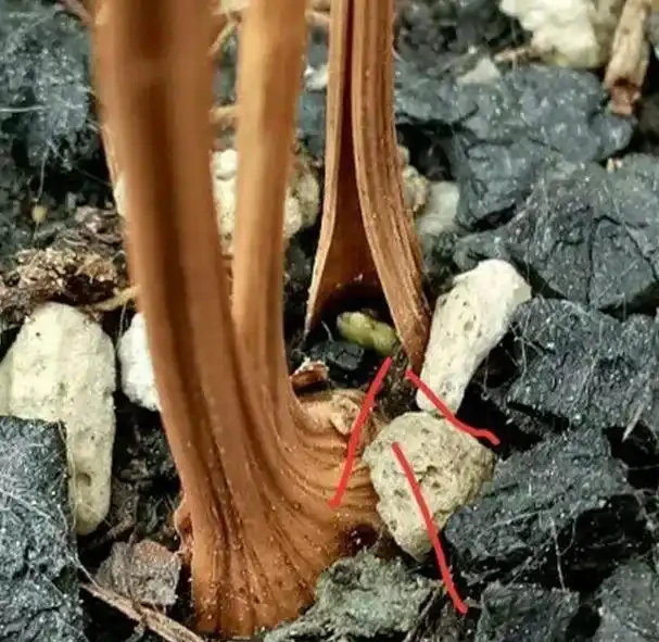 乾枯的蘭花迎來「春天」?花農只用了一招,枯枝就能冒新芽