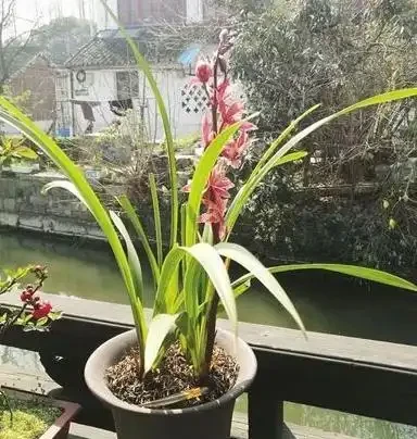 乾枯的蘭花迎來「春天」?花農只用了一招,枯枝就能冒新芽