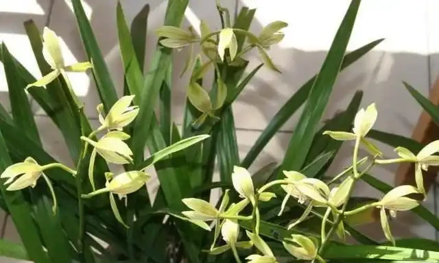 乾枯的蘭花迎來「春天」?花農只用了一招,枯枝就能冒新芽