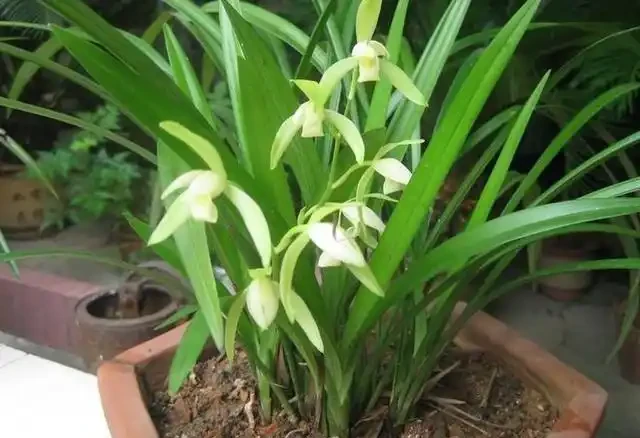 乾枯的蘭花迎來「春天」?花農只用了一招,枯枝就能冒新芽