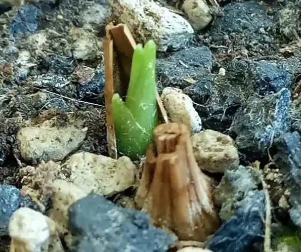 乾枯的蘭花迎來「春天」?花農只用了一招,枯枝就能冒新芽