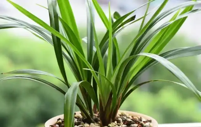 乾枯的蘭花迎來「春天」?花農只用了一招,枯枝就能冒新芽