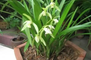 乾枯的蘭花迎來「春天」？花農只用了一招，枯枝就能冒新芽