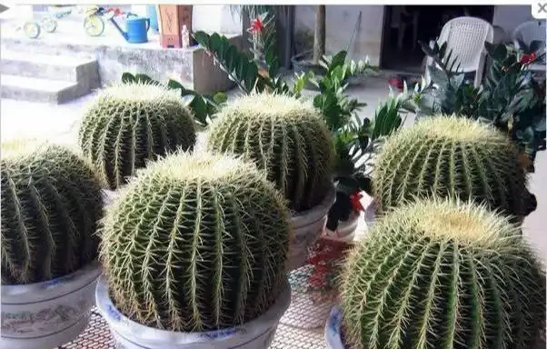 仙人掌球竄成「傻大個」？就缺一點它，給足了圓滾滾，開滿花