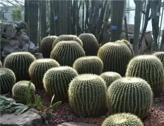 仙人掌球竄成「傻大個」？就缺一點它，給足了圓滾滾，開滿花
