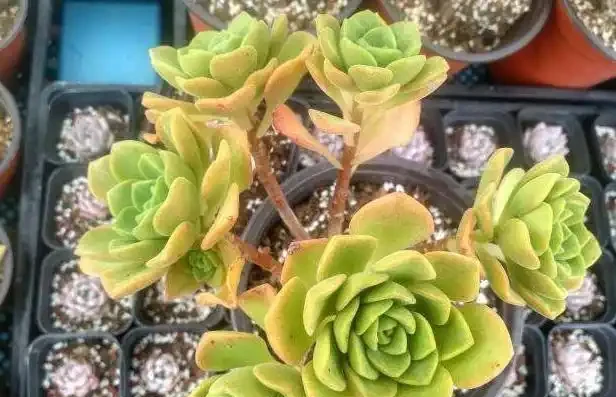 多肉枯葉怎麼處理?第1種情況必須摘除,後兩者不用管