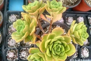 多肉枯葉怎麼處理？第1種情況必須摘除，後兩者不用管